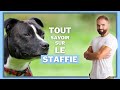 La race de chien Staffie : caractère, dressage, comportement, santé de ce chien de race
