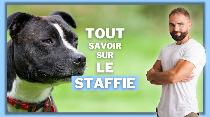 The Staffie dog breed: character, training, behavior, health of this purebred dog