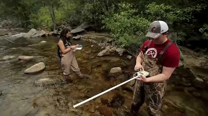 LAI in Stream Restoration