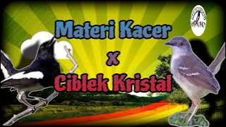 Masteran Kacer isian Ciblek Kristal