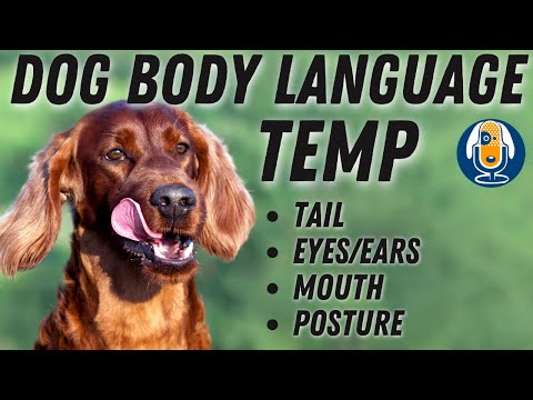 فيديو: كيف لرعاية عيون الكلب وآذانه وأسنانه