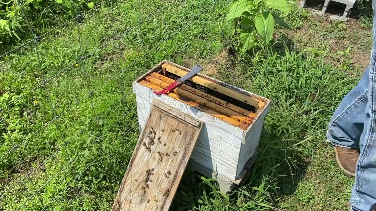 Column Bee Bees In Column Update - YouTube