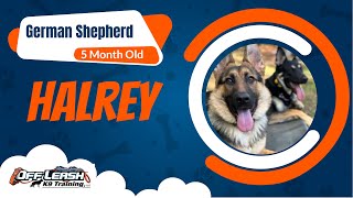 Harley's Transformation: Mastering Basic Obedience | 5-Month-Old German Shepherd | Off Leash K9 by Off Leash K9 Training North Georiga 54 views 1 month ago 6 minutes, 53 seconds