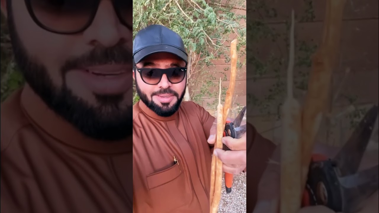 زراعة الاراك المسواك في البيت