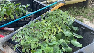 Veggie garden at Polly creek