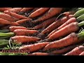 Выращивание  моркови через посев под зиму