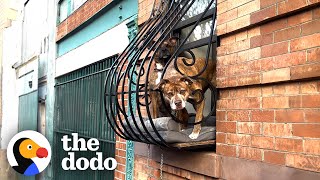 Pitties People Watch From Their Window Perch All Day | The Dodo