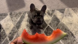 My French Bulldog Tries Watermelon(ASMR) For The First Time !