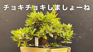 Satsuki] A lot of unwanted, overgrown branches have grown from