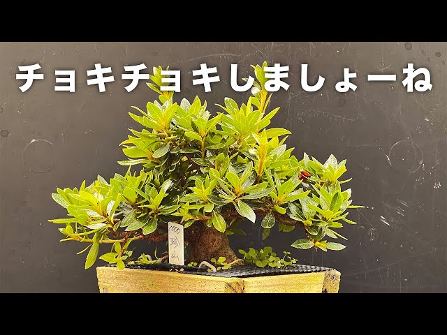 Satsuki] A lot of unwanted, overgrown branches have grown from