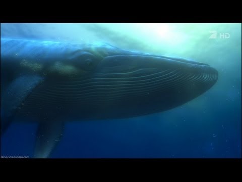 Asian Whale 119