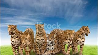 Discovering Paraguay's Jaguars: The Elusive Kings of the Jungle #animal2024 #wildlife