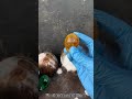 Dry ice 🧊 vs Honey Balloon 🎈🍯#Satisfying #Experiment #ASMR #DryIce