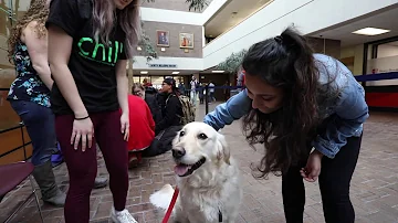 How do therapy dogs relieve stress?