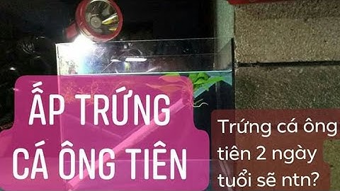 Nuôi cá ông tiên 1: Tách và ấp trứng cá ông tiên đẻ sau 2 ngày sẽ như thế nào?