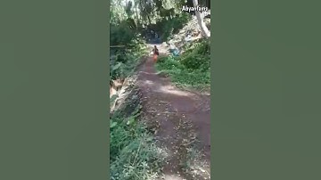 Anak Sekolah Di Kejar Berang-berang Sampai Jatuh || Vidio Lucu || #shorts