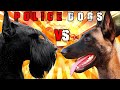 Giant Schnauzer vs Belgian Malinois | Belgian Malinois vs Giant Schnauzer | Billa Boyka |