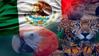 Les 7 Espèces Mexicaines Les Plus Emblématiques En Danger D'Extinction by Les Meilleurs Tops 173 views 2 months ago 5 minutes, 47 seconds