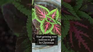 Coleus: The Perfect Christmas Gift