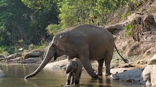 Shedding Light on the Harmful Practices and How We Can Help These Endangered Asian Elephants
