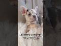 Would you love her? #puppy #dog #fyp #kpop ##roblox