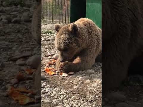 დათვების თავშესაფარი bears shelter in georgia