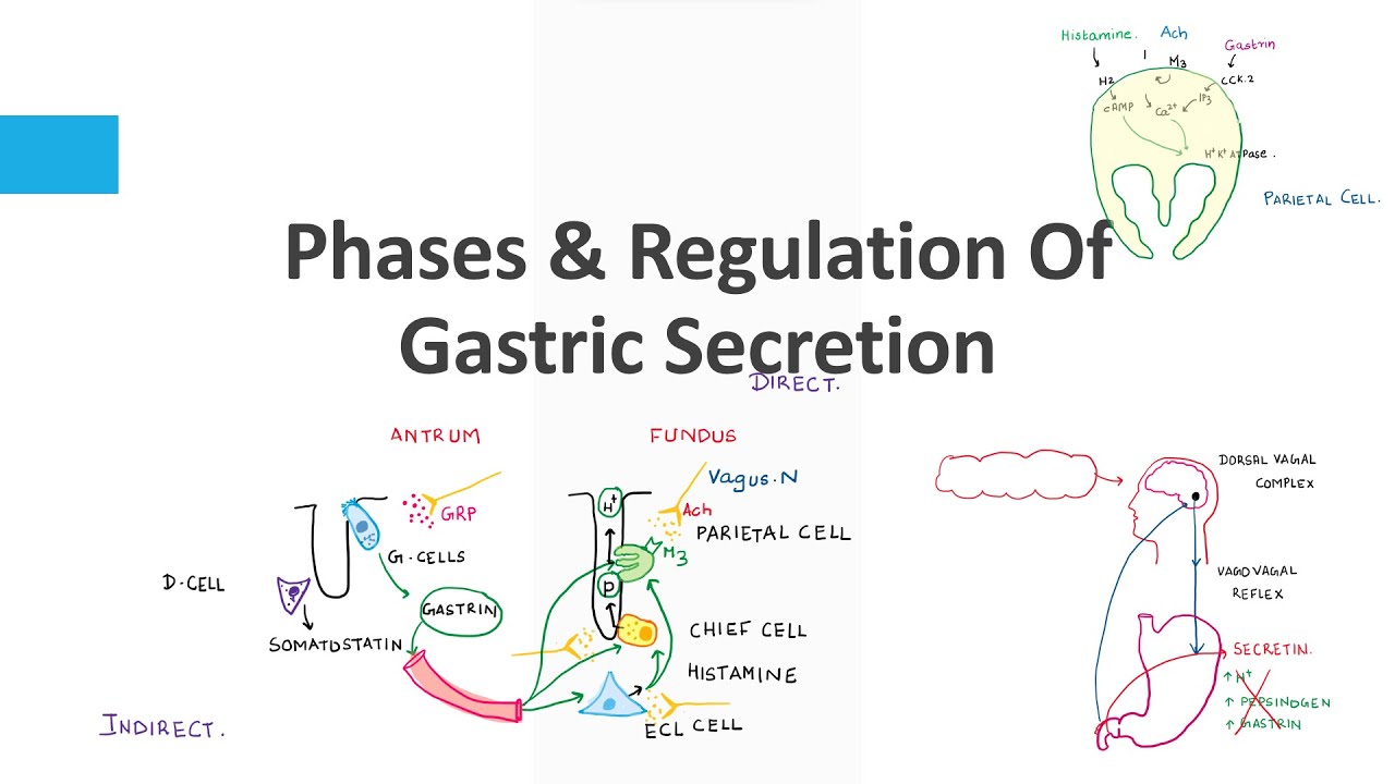Phases Regulation Of Gastric Secretion YouTube Phases Regulation Of Gastric Secretion YouTube