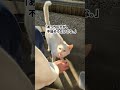 迷い猫と、早朝5時に戯れた。