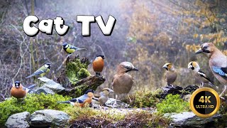 Cat TV for Cats to Watch 🐈 - BIRDS IN THE RAIN🐦‍⬛ (4K)