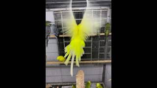 Lacewing Budgie