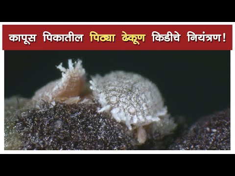 कापूस पिकातील 'पिठ्या ढेकूण' किडीचे नियंत्रण! - कापूस पिकातील 'पिठ्या ढेकूण' किडीचे नियंत्रण!
