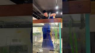 安全转移大冤种白化草鱼 #大鱼的归处 #大草鱼