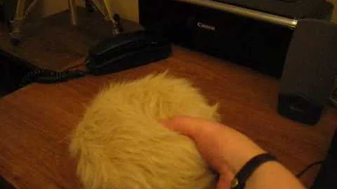 My pet Tribble