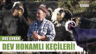 İkizlik Oranı Yüksek Irk Honamlı Keçisi! | Baş Çoban - Arşiv