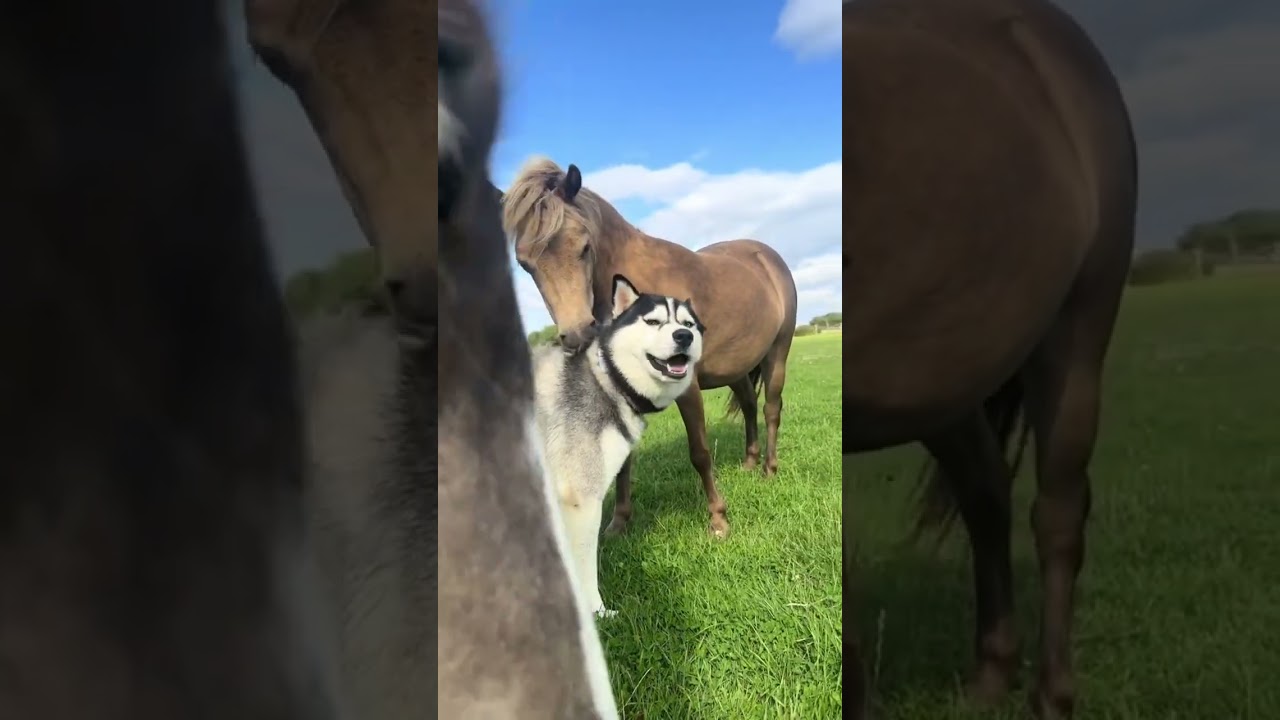 Вся правда о Миниатюрной