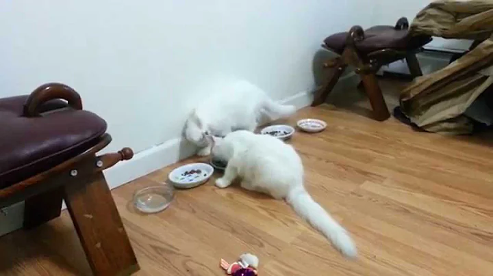 Watch the video about Cute White Turkish Van Kittens Eating Together.