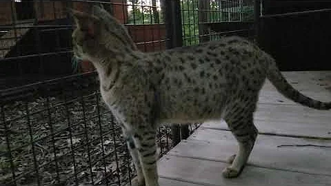 Watch the video about F2 Savannah cat