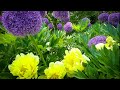 Vlog 284 - Комбинации растений для прекрасного сада