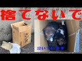 【感動 子犬】段ボールに捨てられた子犬達 一生懸命生きようとする姿に感動