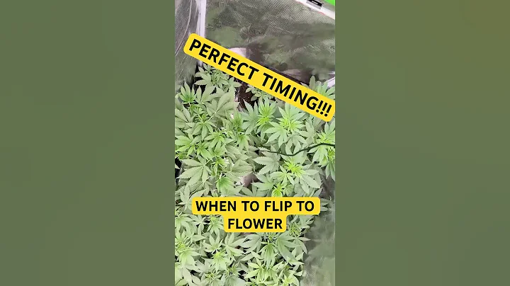 PERFECT TIMING!!  (When to flip to flower)