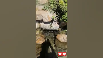 العنصر الصافي 