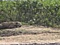 Brazilian Jaguar hunt underwater a Capybara in a natural wetland of Mato Grosso