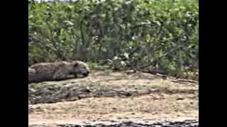 Brazilian Jaguar hunt underwater a Capybara in a natural wetland of Mato Grosso