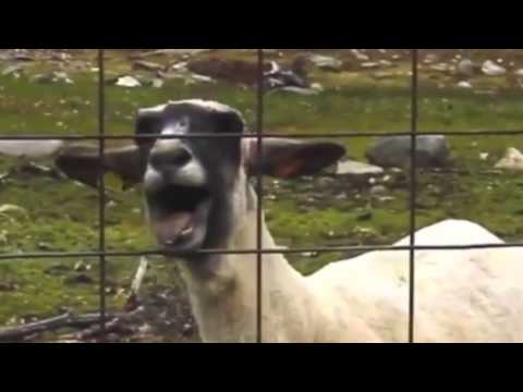 Rick Astley - Never Gonna Give You Up (Goat Remix)