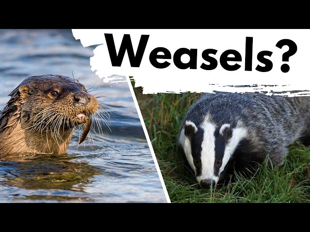 The Mysterious MUSTELIDS of the UK! class=