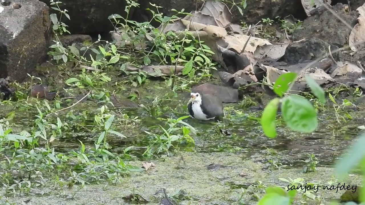 Bath of White Breasted Waterhen in evening to clean off dirt, remove ectoparasites & upkeep feathers