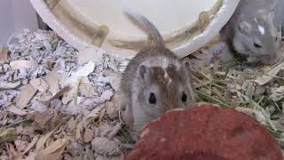 Gerbils Being Cute For One Minute!!!