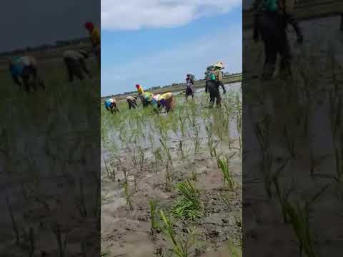 Menanam padi menemukan emas batangan - YouTube