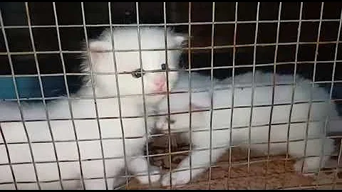 Video 10732751: pure white persian cat, persian cat white colour, persian cat white baby, cute white persian cat, breed, pets