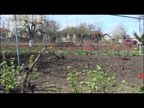 Video: Cum Să Scapi De Plivirea în Grădină
